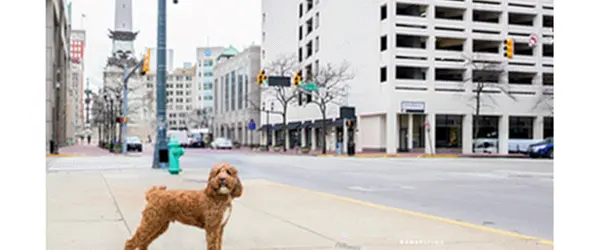 Slideshow Getsitecontrol